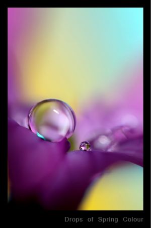 Drops of Spring Colour.jpg